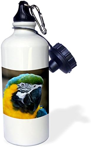 3dRose Mavi ve Altın Amerika Papağanı Papağan Kafa Görünümü c-Spor Su Şişesi , 21 oz, 21 oz, Çok renkli