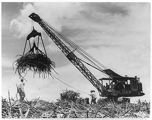 Tarihselfindings Fotoğraf: Şeker Kamışı Hasadında Kullanılan Vinç, Tarım, Çiftlik Hasadı, 1930-1940